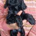 Chiot Cocker Anglais Spaniel sans pedigree � prix 1600 �.