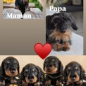 Teckel nain à poil dur chiot vendu 1800 €