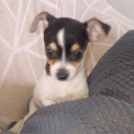 Chiot d'apparence de race Chihuahua � adopter.