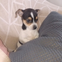 Ce petite m�le Chihuahua propos� � l'achat est n� le 18/03/2026.