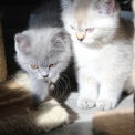 Chaton British Shorthair de race  en région Bourgogne-Franche-Comté.
