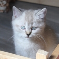 Chat British Shorthair proposée par l’élevage Domaine du chemin du Paradis.