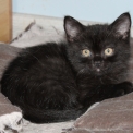 British Shorthair disponible en Saône-et-Loire