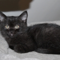 Chat British Shorthair proposée par l’élevage Domaine du chemin du Paradis.