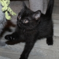 Chat British Shorthair proposée par l’élevage Domaine du chemin du Paradis.