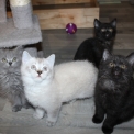 Chat British Shorthair proposé par l’élevage Domaine du chemin du Paradis.