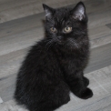 British Shorthair disponible en Saône-et-Loire