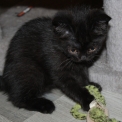 Chat British Shorthair proposée par l’élevage Domaine du chemin du Paradis.