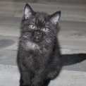 British Shorthair disponible en Saône-et-Loire