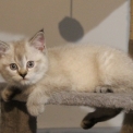 Chaton British Shorthair de race  en région Bourgogne-Franche-Comté.