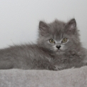 Chaton British Shorthair de race – prix 1200 €.