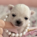 Chien Chihuahua proposée par l’élevage Des P'tites Pommes D'amour.