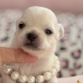Chihuahua disponible dans les Alpes-Maritimes