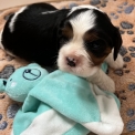 Acheter Cavalier King Charles bébé pour 1560 €