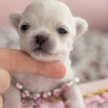 Chihuahua disponible dans les Alpes-Maritimes