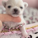 Chihuahua disponible dans les Alpes-Maritimes