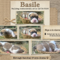 Bulldog Continental chiot vendu 1150 €