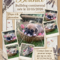Bulldog Continental chiot vendu 1150 €