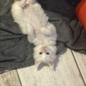 Maine Coon disponible en Isère