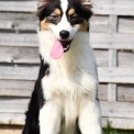 Chien Berger australien proposé par l’élevage Evereven.