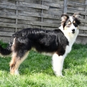 Chiot Berger australien sans pedigree  en région Nouvelle-Aquitaine.