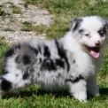 Chiot Berger australien sans pedigree  en région Nouvelle-Aquitaine.