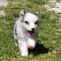Chiot Berger australien sans pedigree – prix 1200 €.