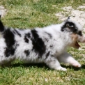 Berger australien disponible en Charente