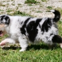 Chien Berger australien proposé par l’élevage Evereven.