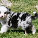 Chiot Berger australien sans pedigree  en région Nouvelle-Aquitaine.