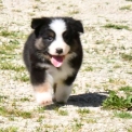 Berger australien disponible en Charente