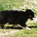 Chiot Berger australien sans pedigree  en région Nouvelle-Aquitaine.