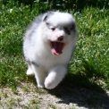 Chiot Berger australien sans pedigree – prix 1200 €.
