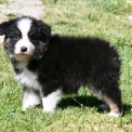 Chiot Berger australien sans pedigree – prix 1000 €.