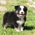 Berger australien disponible en Charente