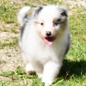 Chien Berger australien proposée par l’élevage Evereven.