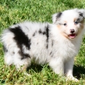 Chiot Berger australien sans pedigree – prix 1200 €.