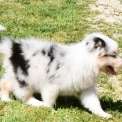 Berger australien disponible en Charente