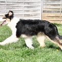 Chiot Berger australien sans pedigree – prix 500 €.