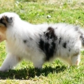 Chien Berger australien proposée par l’élevage Evereven.
