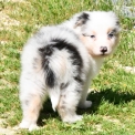 Chien Berger australien proposée par l’élevage Evereven.