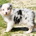 Chien Berger australien proposée par l’élevage Evereven.