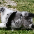 Chien Berger australien proposé par l’élevage Evereven.