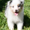 Chiot Berger australien sans pedigree – prix 1200 €.