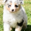 Chiot Berger australien sans pedigree  en région Nouvelle-Aquitaine.