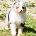 Chien Berger australien proposée par l’élevage Evereven.