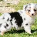 Chiot Berger australien sans pedigree – prix 1200 €.