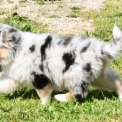 Berger australien disponible en Charente