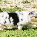 Chiot Berger australien sans pedigree – prix 1200 €.