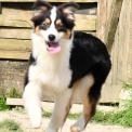 Chien Berger australien proposé par l’élevage Evereven.